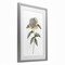 Stupell Industries Camellia Flower Illustration Framed Print Under Glass, design by Cecilia Battaini
